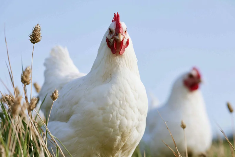White chicken standing alert in tall pasture grass with another chicken blurred behind