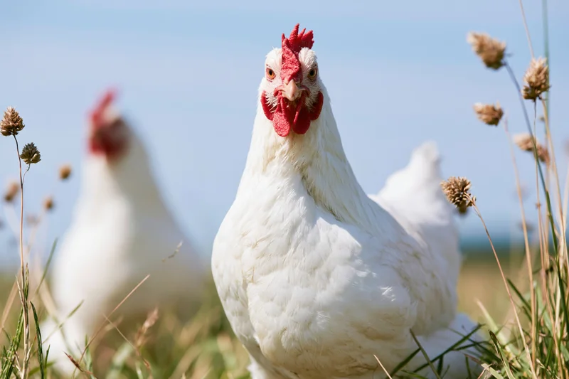 White chicken standing alert in tall pasture grass