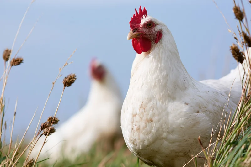 White chicken standing alert in tall pasture grass
