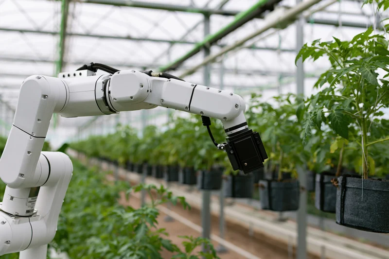 Robotic arm extending toward hanging potted tomato plants in a greenhouse