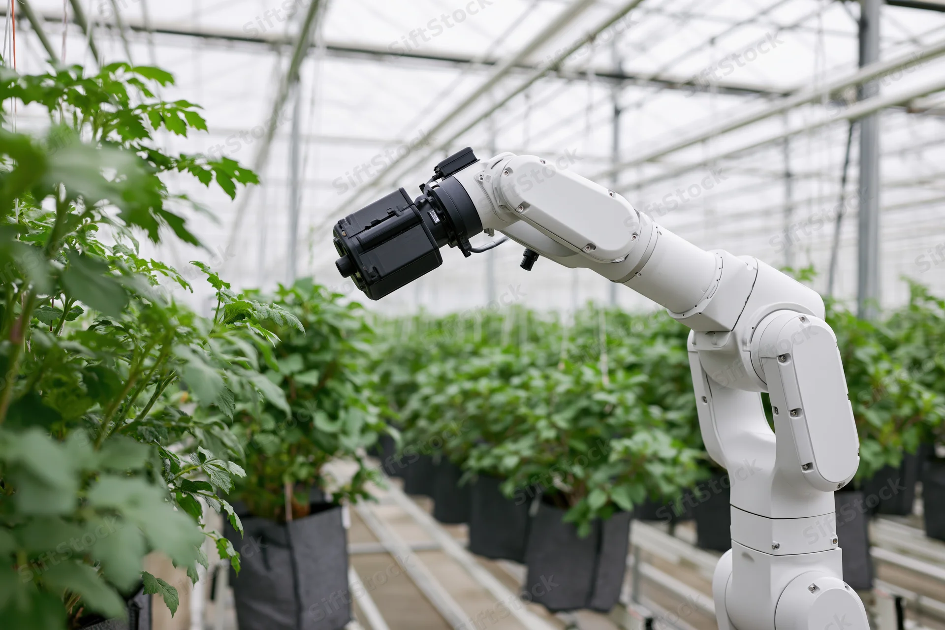 White industrial robotic arm extended toward potted tomato plants in a greenhouse