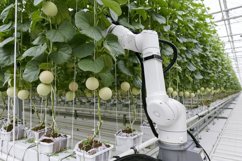 White robotic arm positioned among rows of melon plants in a greenhouse