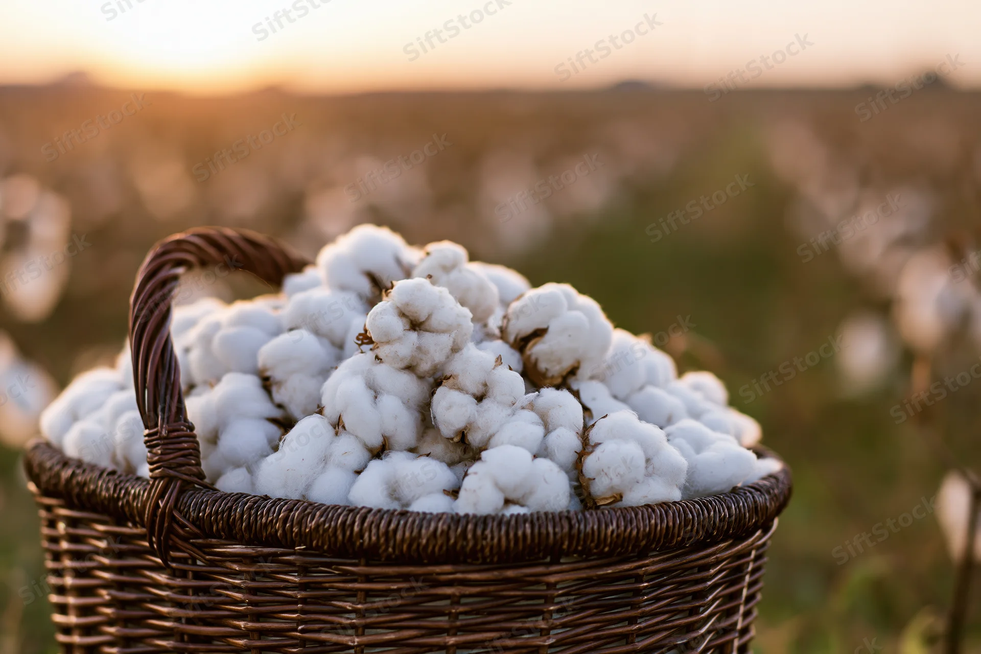 Wicker basket filled with freshly harvested cotton bolls in a field at sunset