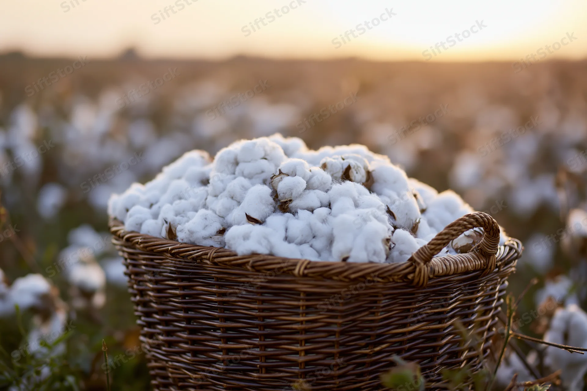 Wicker basket filled with freshly harvested cotton bolls in a field at sunset
