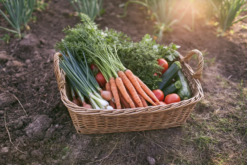 Wicker basket filled with freshly harvested vegetables resting on garden soil