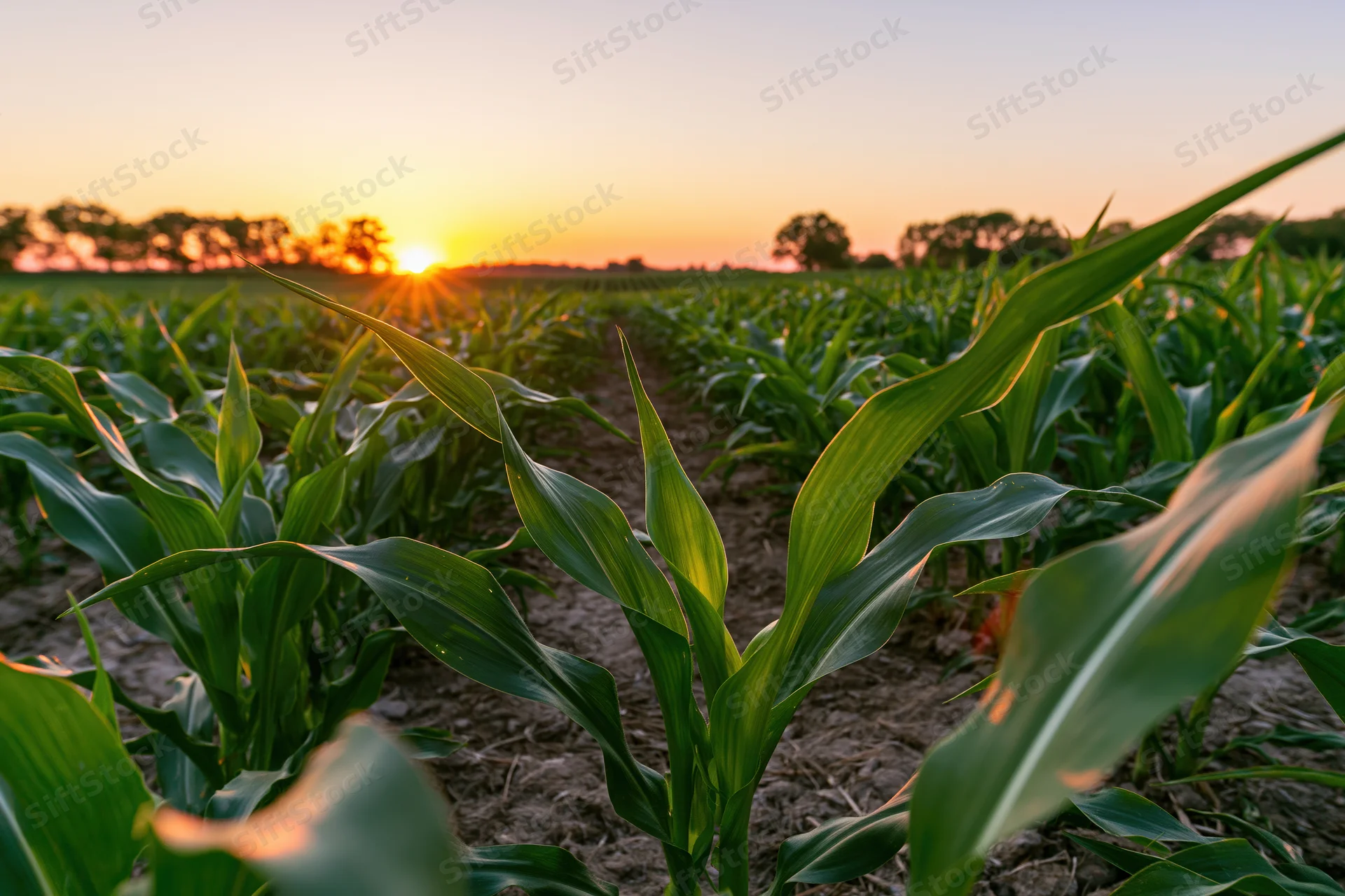 Young corn plants growing in rows across a field at sunset