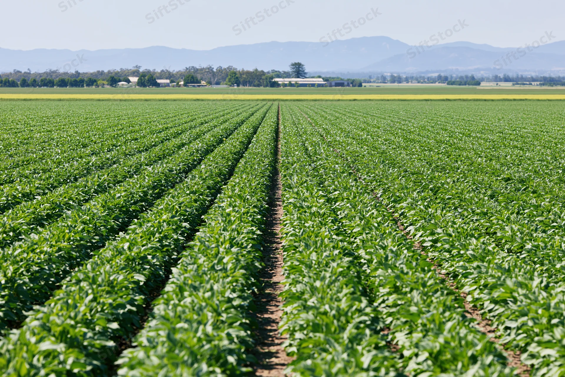 Rows of green soybean plants growing in a vast field under a clear sky with distant mountains and farm buildings on the horizon