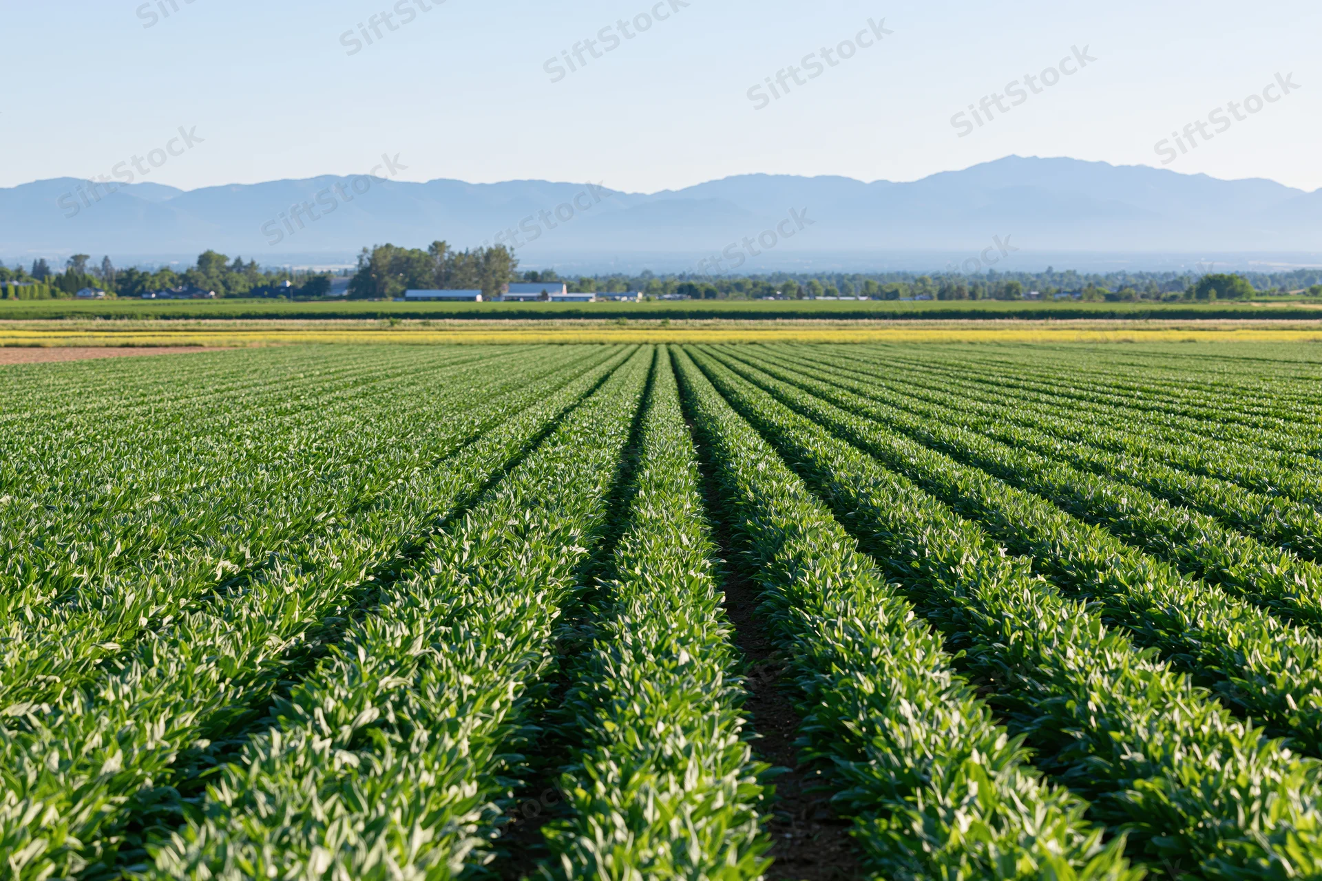 Rows of green crops growing in a vast field under a clear sky with distant mountains in the background