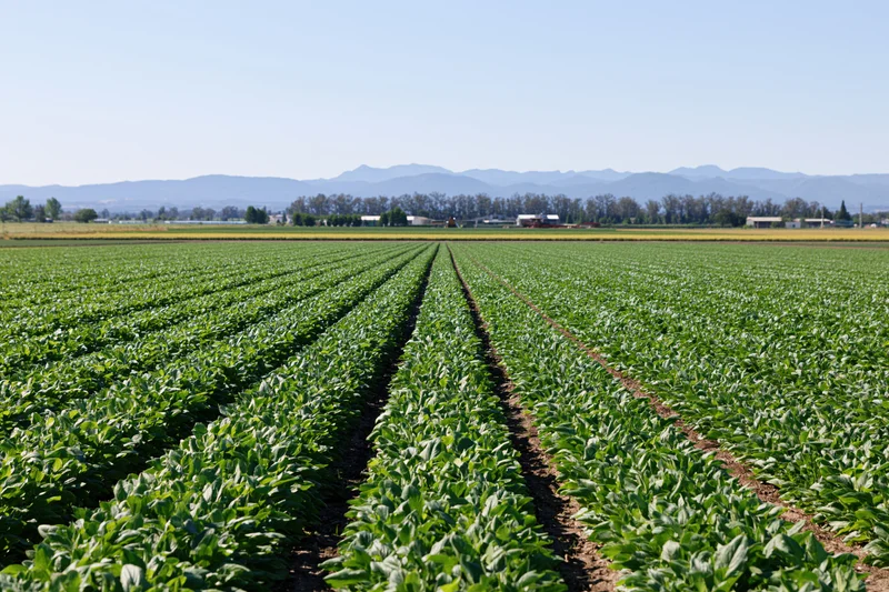 Rows of green soybean plants growing in a vast field under a clear blue sky with distant mountains and farm buildings on the horizon