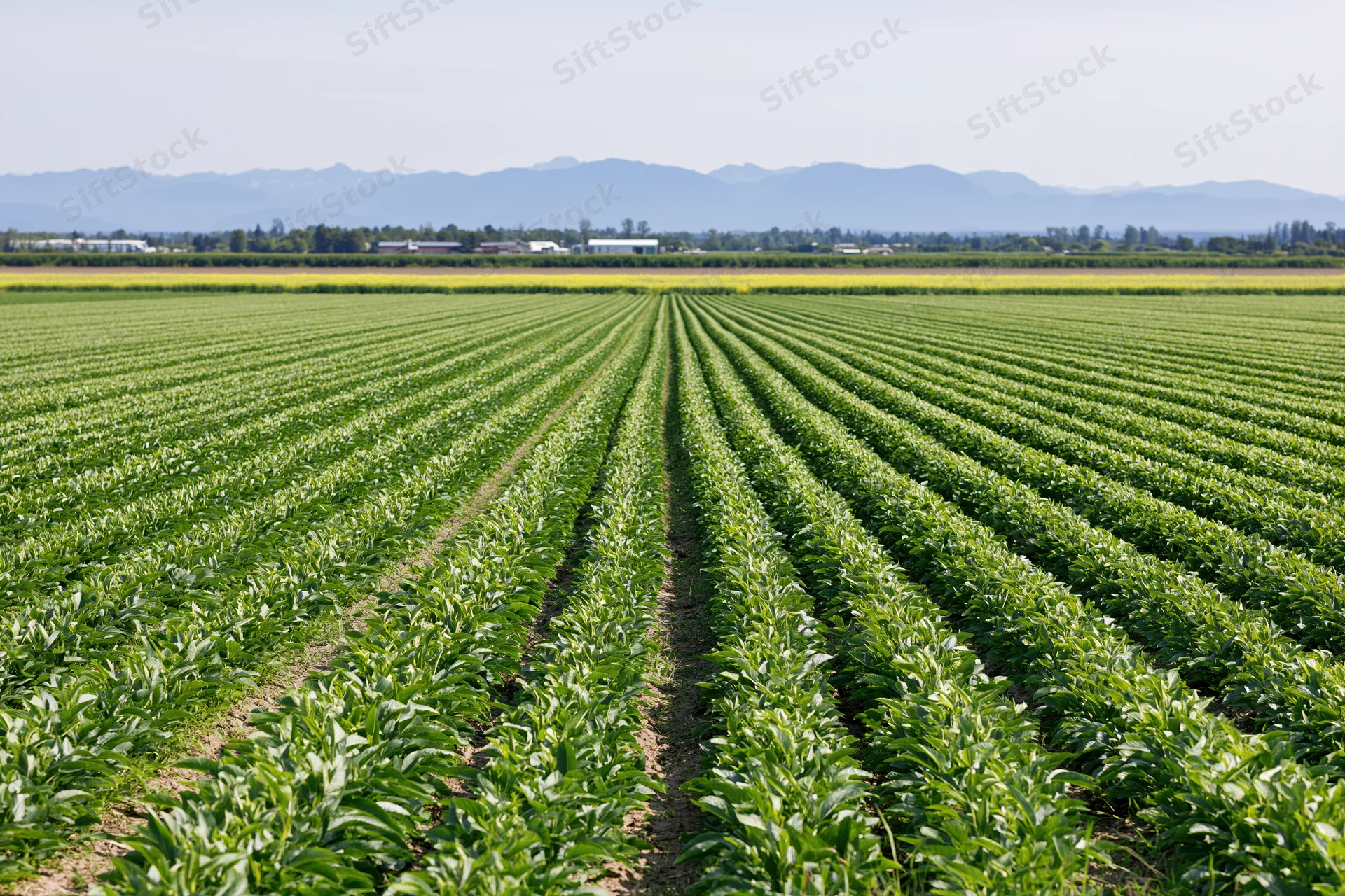 Rows of green crops growing in a vast field under a clear sky with distant mountains in the background