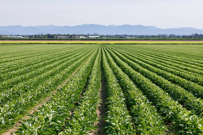 Rows of green crops growing in a vast field under a clear sky with distant mountains in the background