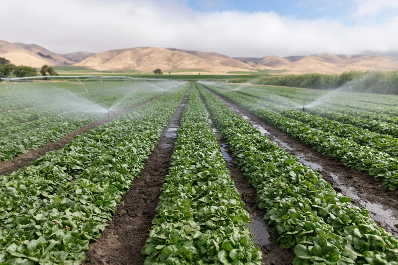 Irrigated lettuce rows stretching across a rural field with hills in the background