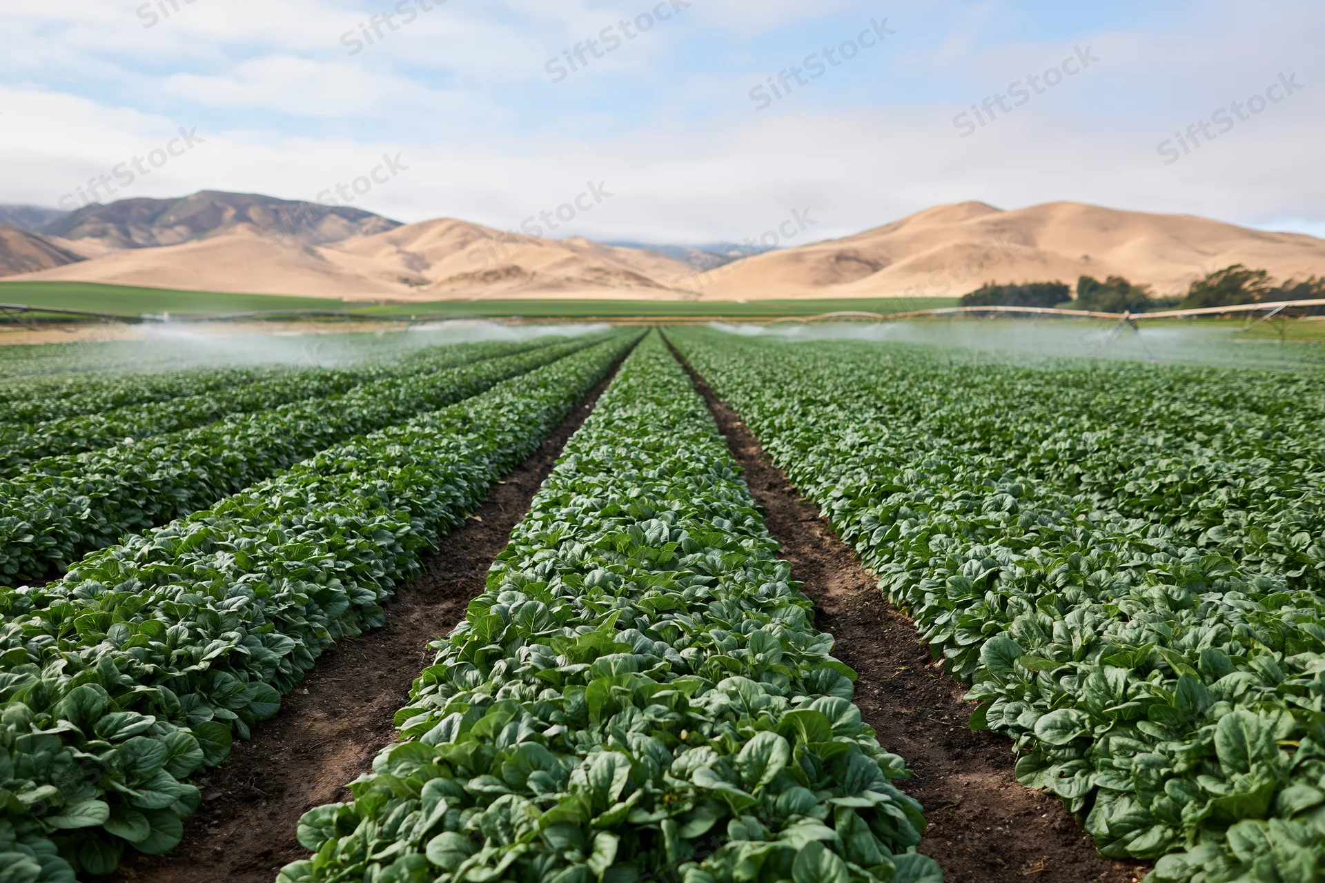 Rows of green lettuce crops being irrigated in a large farm field with mountains in the background