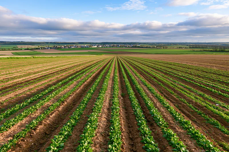 Neatly planted crop rows in a rural field under a partly cloudy sky