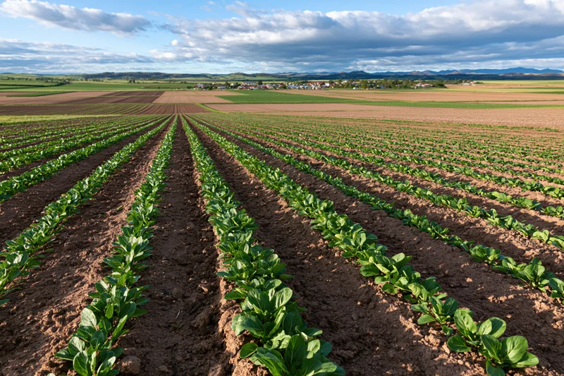 Neat rows of green leafy crops planted in a rural field under a cloudy sky