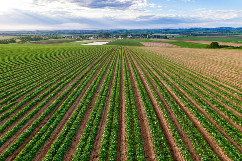 Neat rows of green crops planted in a rural field under a cloudy sky