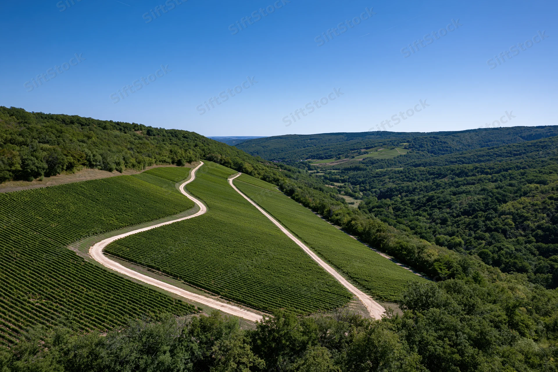 Winding dirt path through rows of grapevines on rolling hills in a french countryside valley