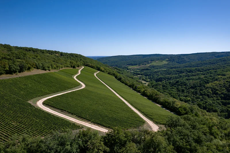 Winding dirt path through rows of grapevines on rolling hills in a french countryside valley