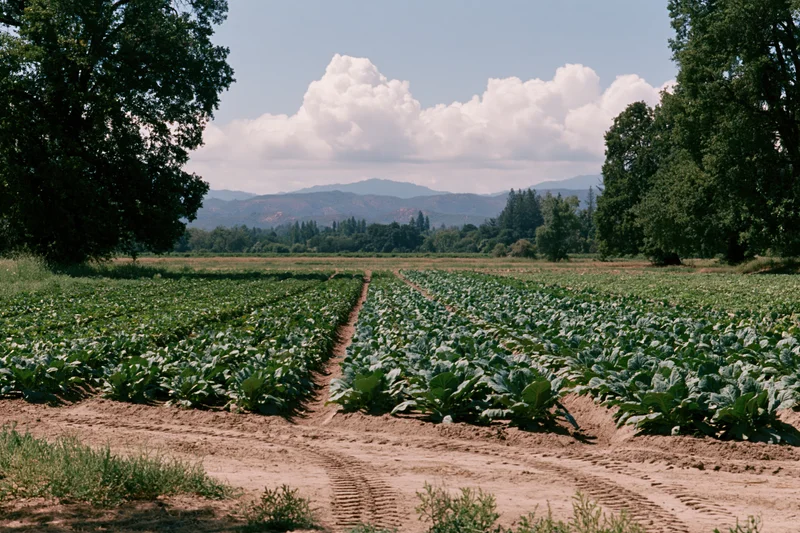 Neat rows of leafy vegetables growing in a rural farm field with trees and mountains in the background