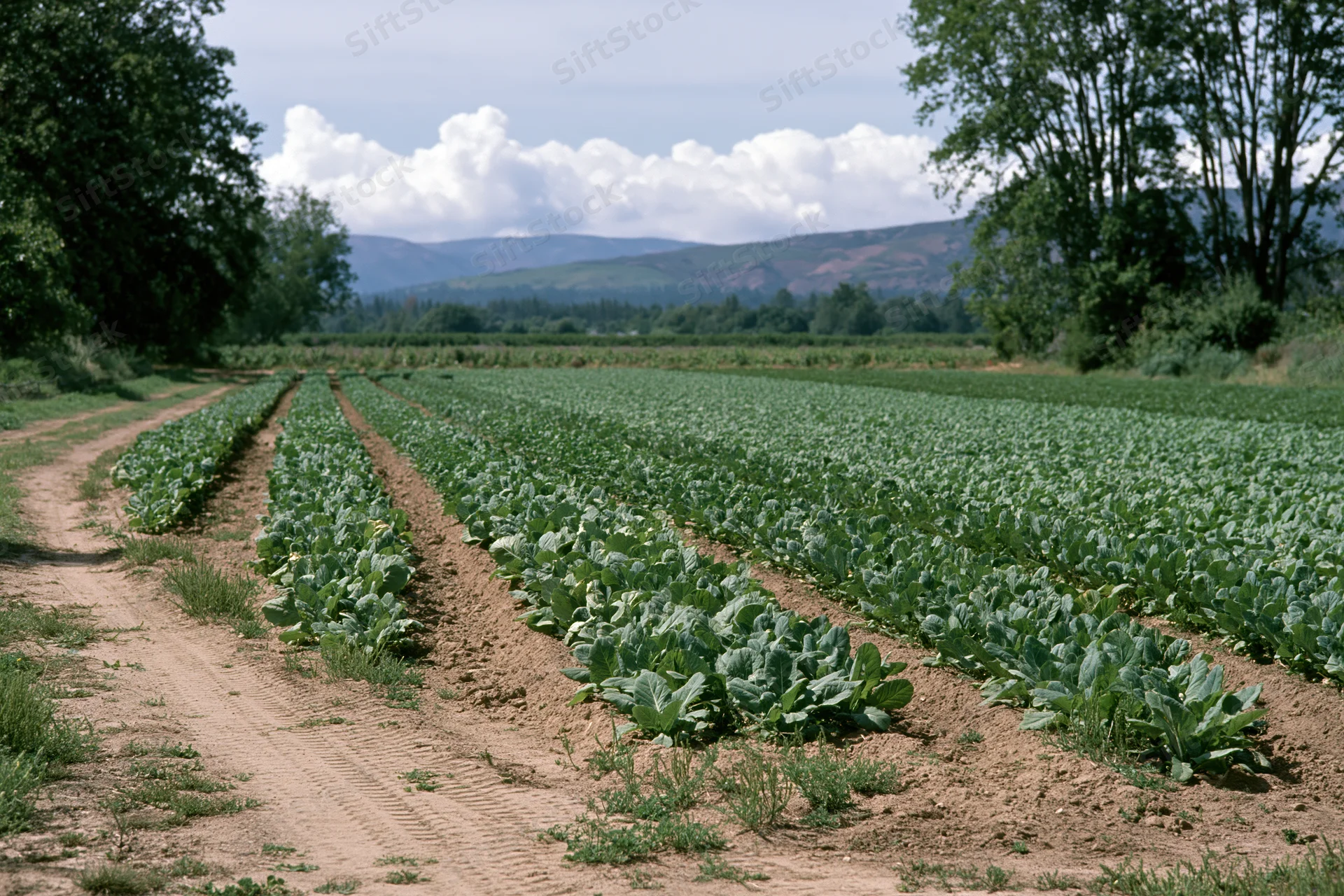 Neat rows of green vegetable crops growing in a rural farm field under a cloudy sky with distant mountains