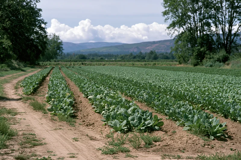 Cabbage field under a wide sky with distant mountains and di