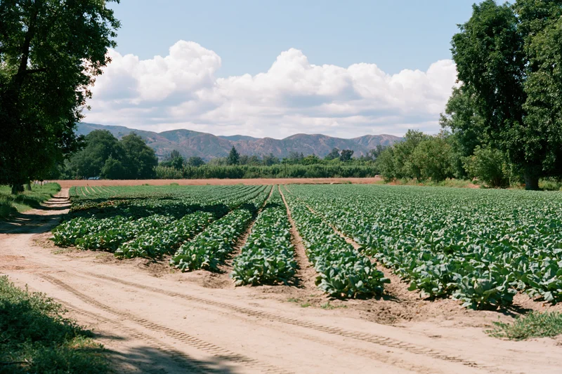 Neat rows of green vegetable crops in a rural farm field with dirt path and distant mountains under cloudy sky