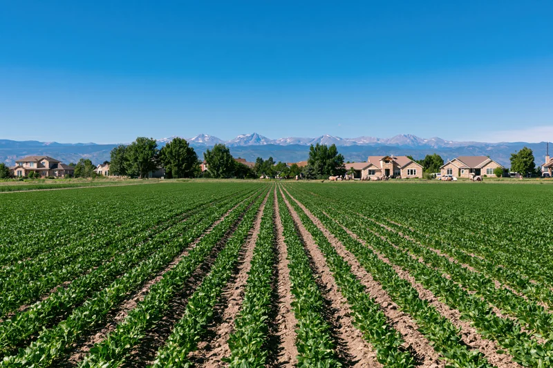 Rows of green crops stretching toward distant mountains and suburban homes under a clear blue sky