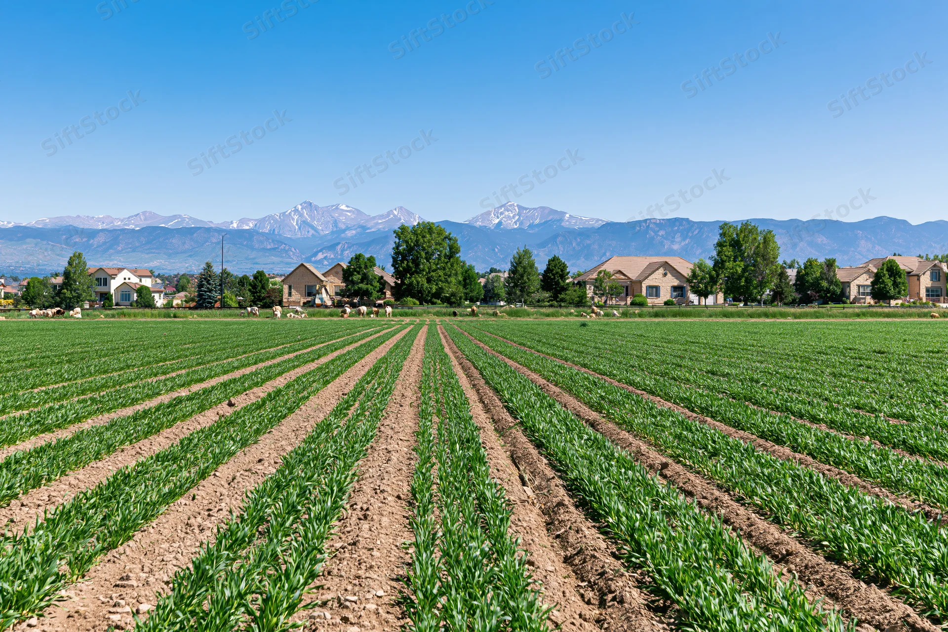 Rows of green crops stretching toward distant snow-capped mountains with houses and trees in the midground
