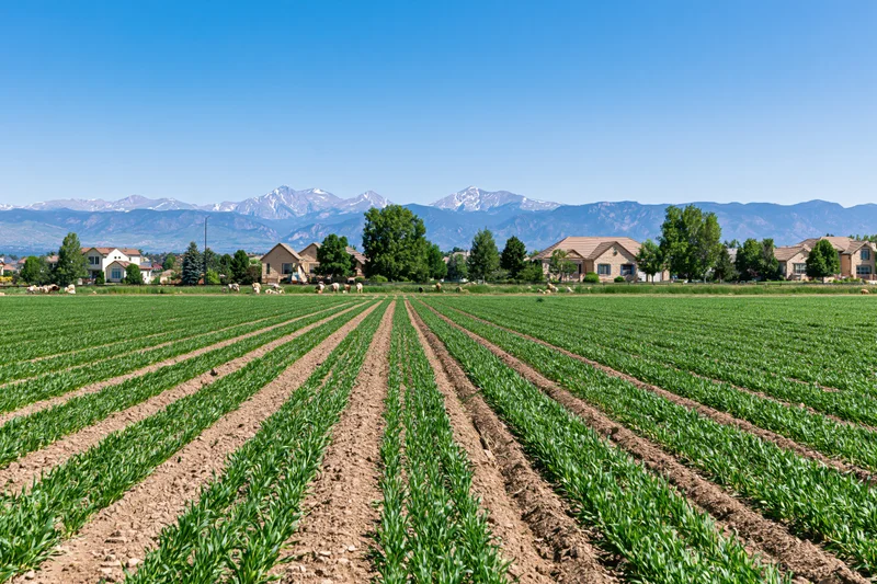 Wide landscape of crop rows stretching toward the mountains