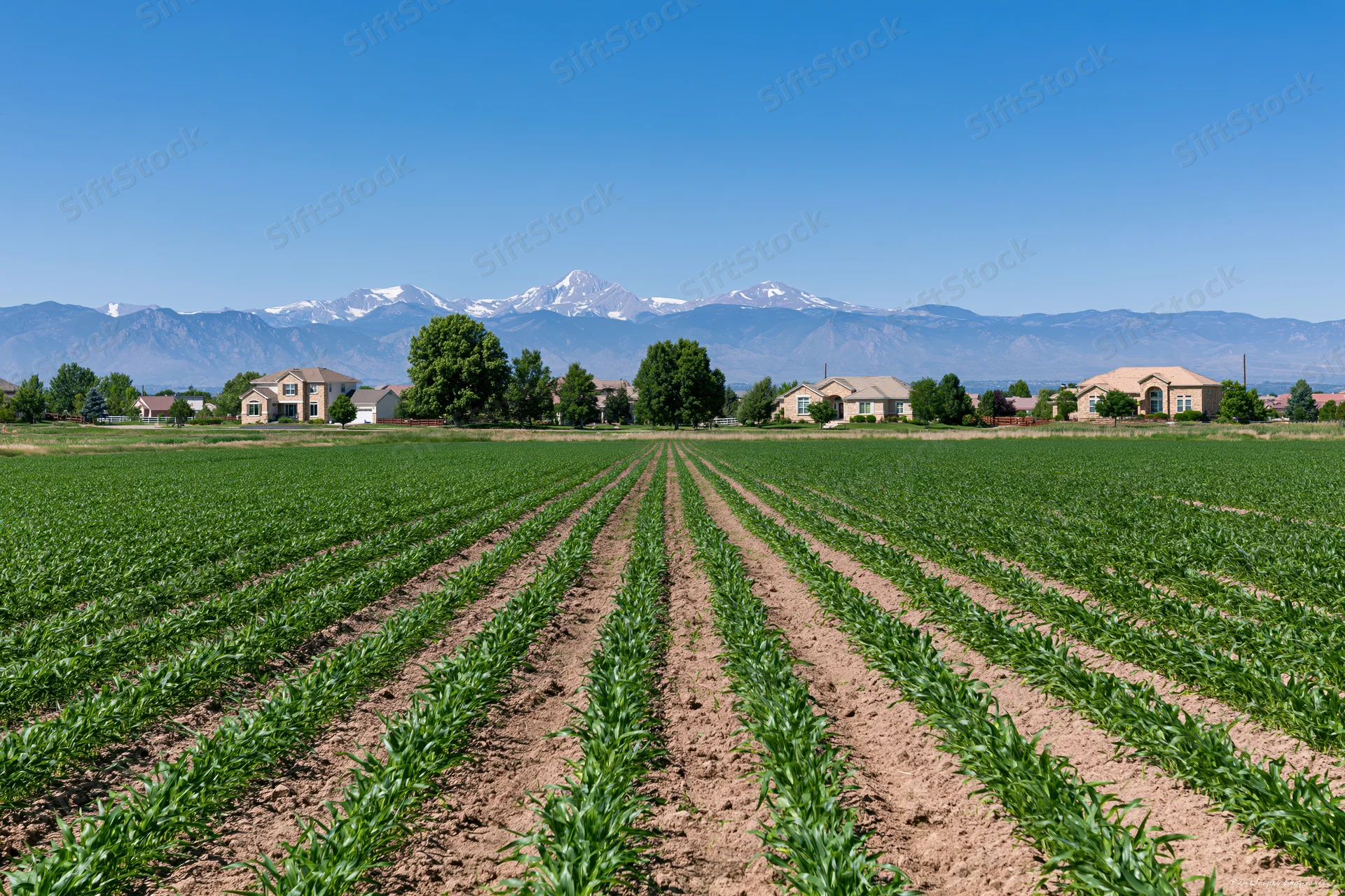 Rows of green crops stretching toward distant snow-capped mountains with suburban homes in the midground