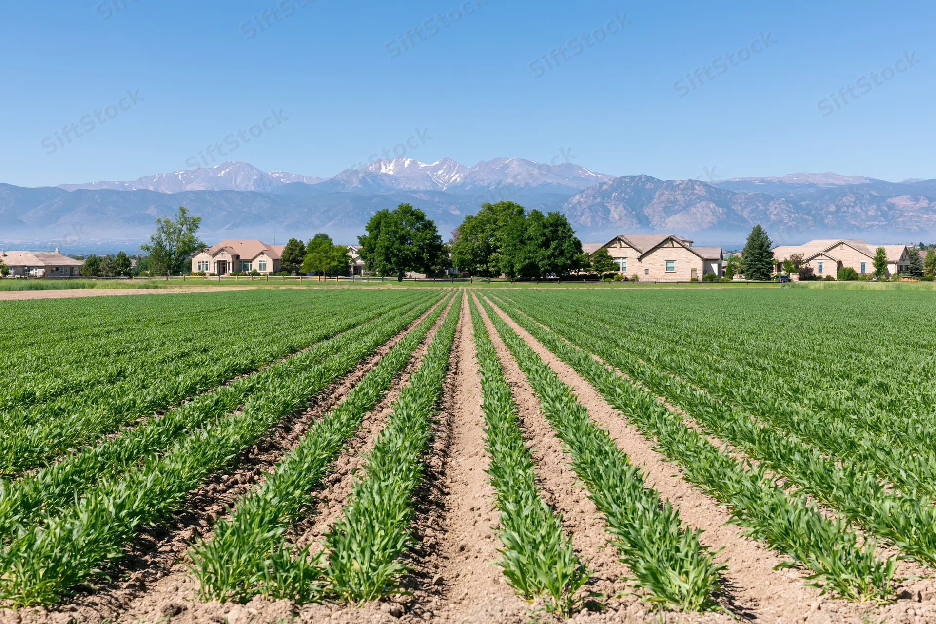 Green crop rows stretching toward distant snow-capped mountains with houses and trees in the midground