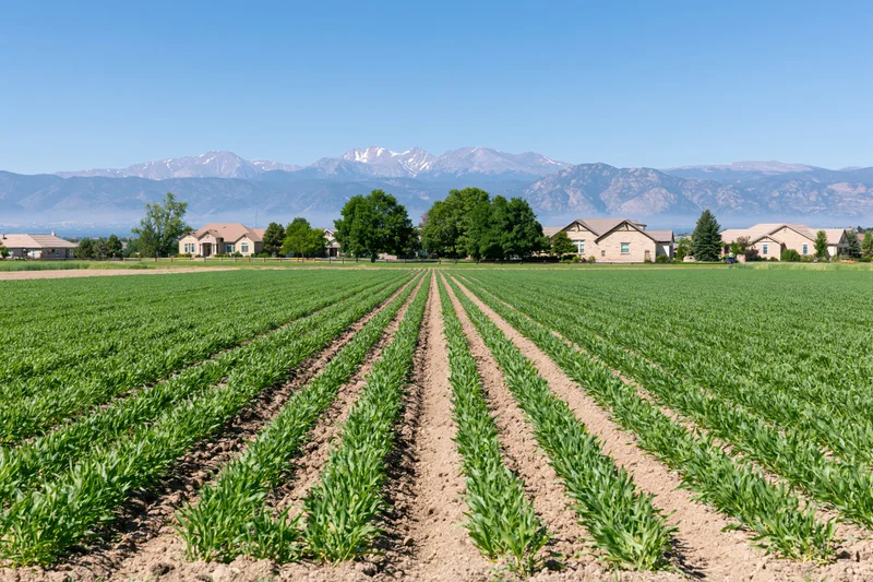 Green crop rows stretching toward distant snow-capped mountains with houses and trees in the midground