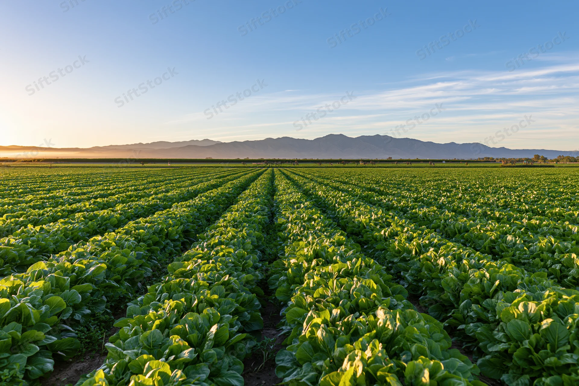 Neat rows of leafy green lettuce growing in an open agricultural field at sunrise with mountains in the distance