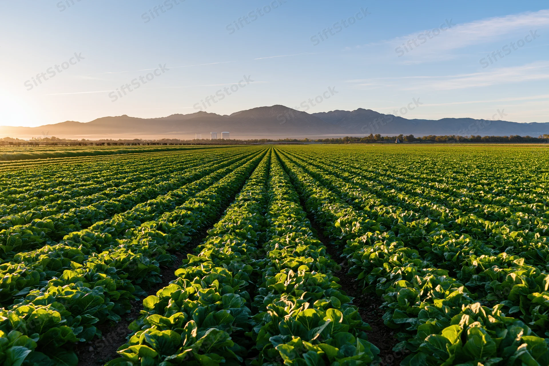 Neat rows of leafy green lettuce growing in a vast agricultural field under a clear sky with distant mountains at sunrise