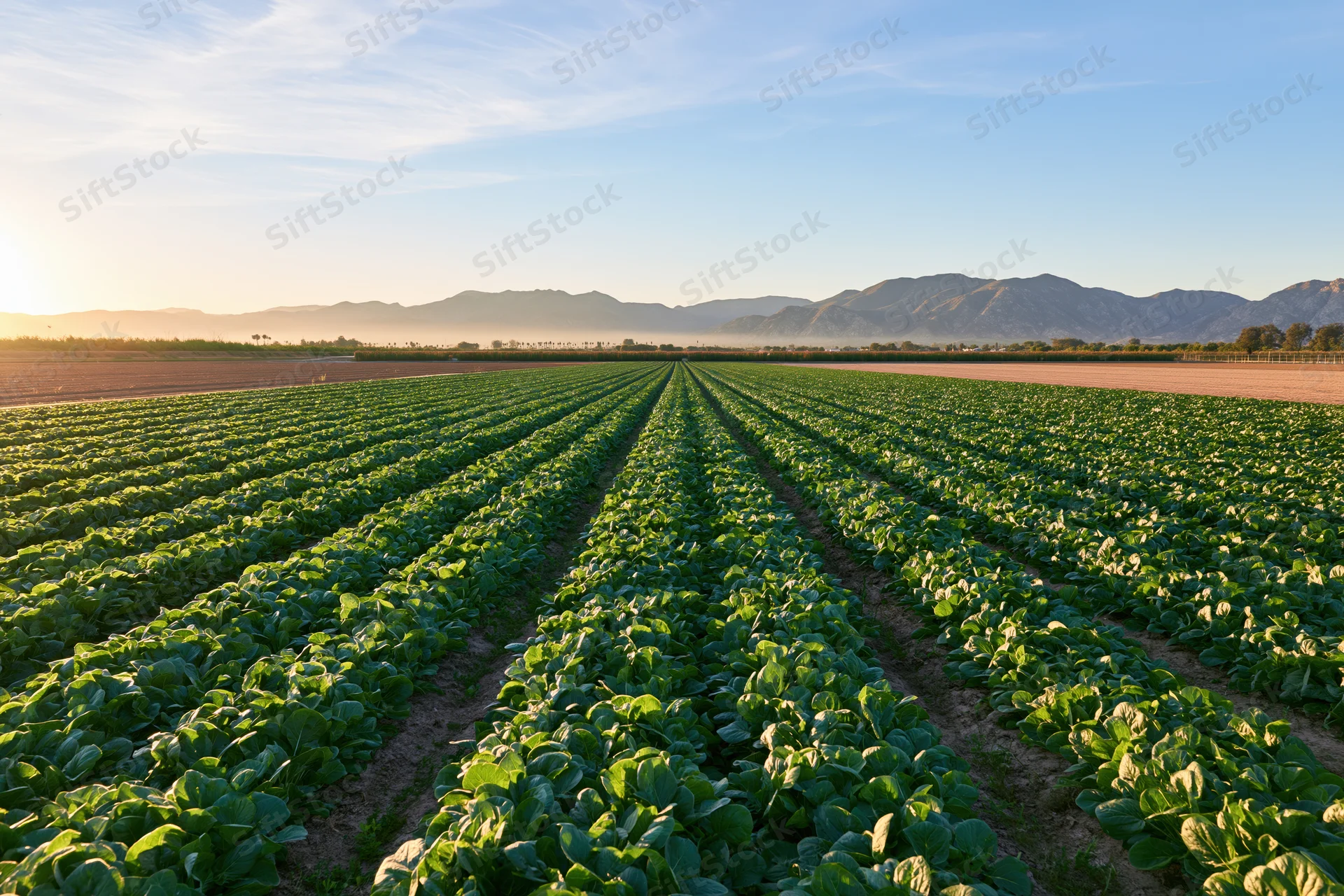 Neat rows of leafy green lettuce growing in an open agricultural field at sunrise with distant mountains under a clear sky