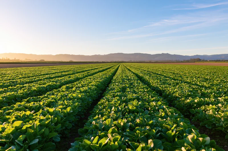 Neat rows of leafy green lettuce growing in an open agricultural field under morning sunlight with distant mountains on the horizon