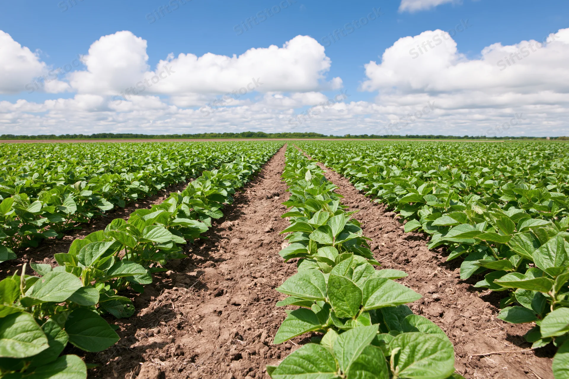 Rows of young soybean plants growing in a cultivated field under a blue sky with clouds