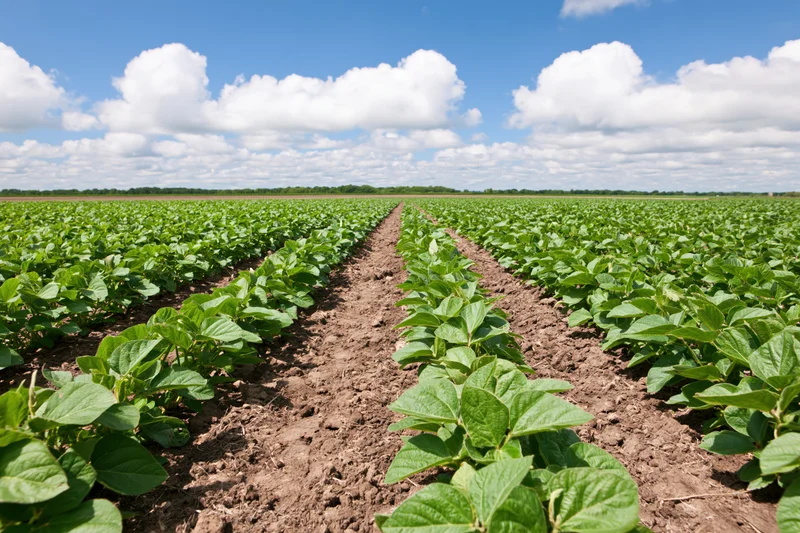 Rows of young soybean plants growing in a cultivated field under a blue sky with clouds