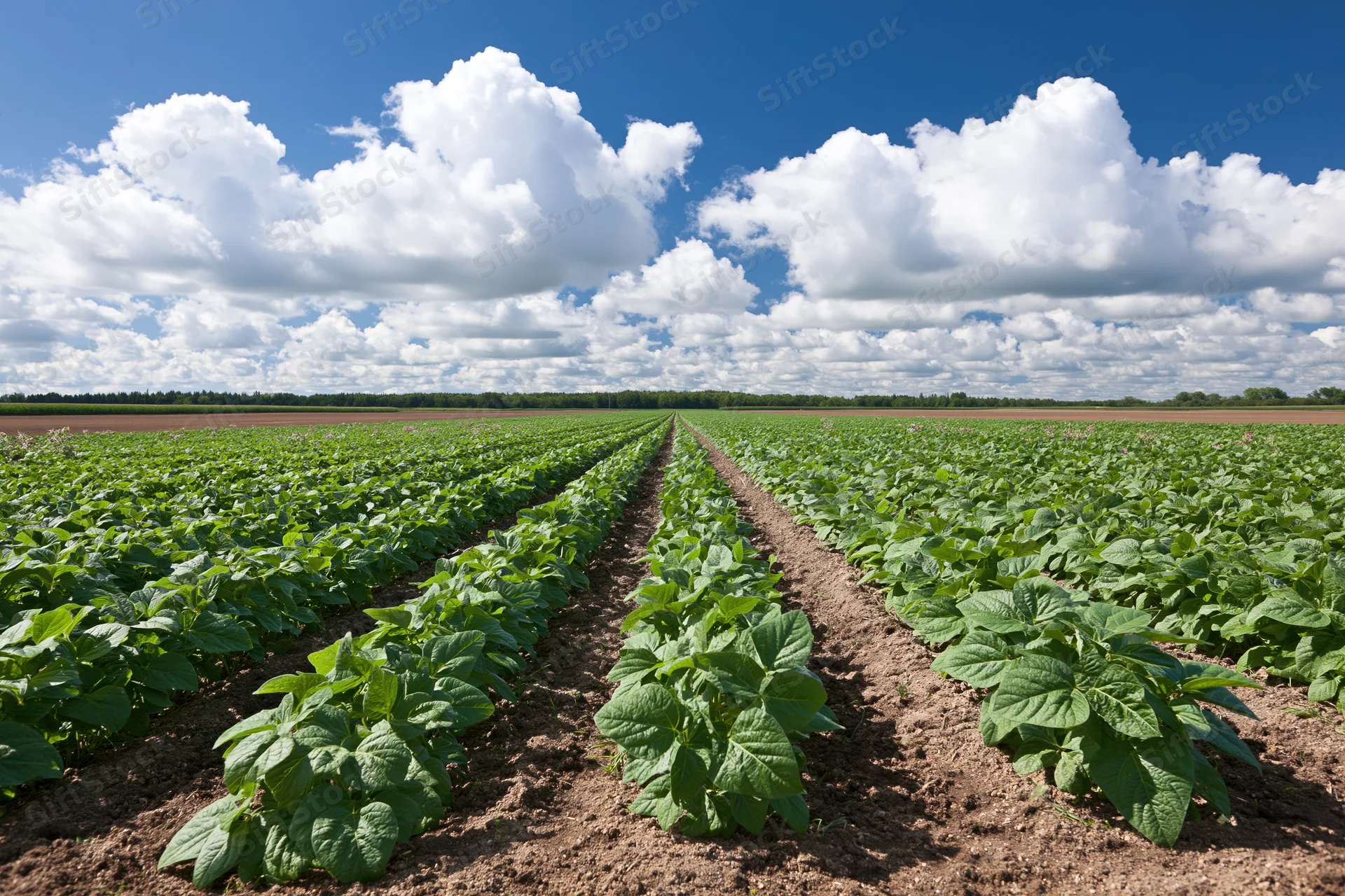 Rows of young soybean plants growing in a cultivated field under a blue sky with white clouds