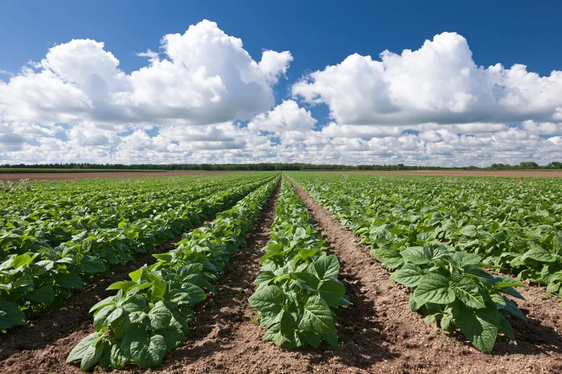 Rows of young soybean plants growing in a cultivated field under a blue sky with white clouds