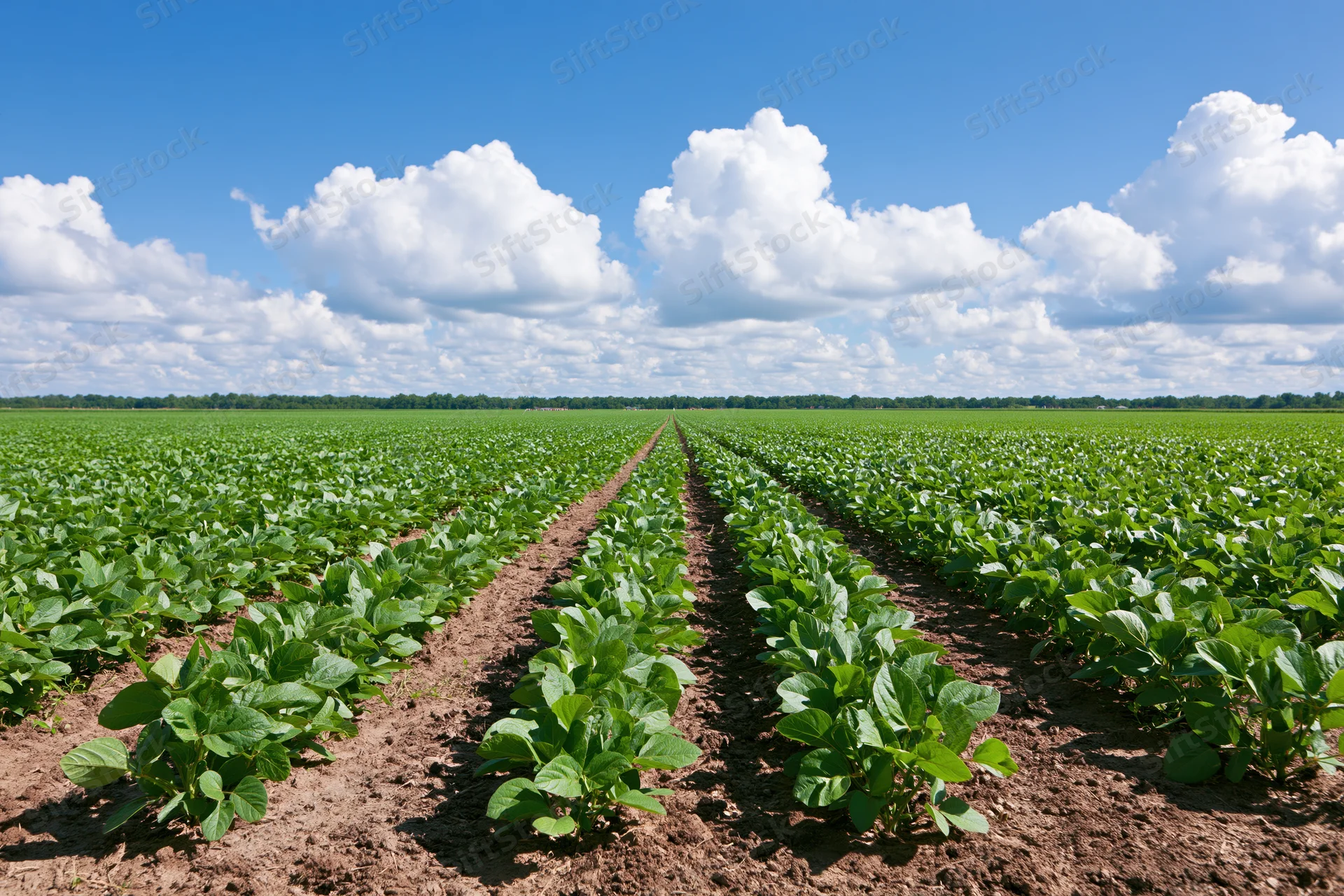 Rows of young soybean plants growing in a cultivated field under a blue sky with white clouds