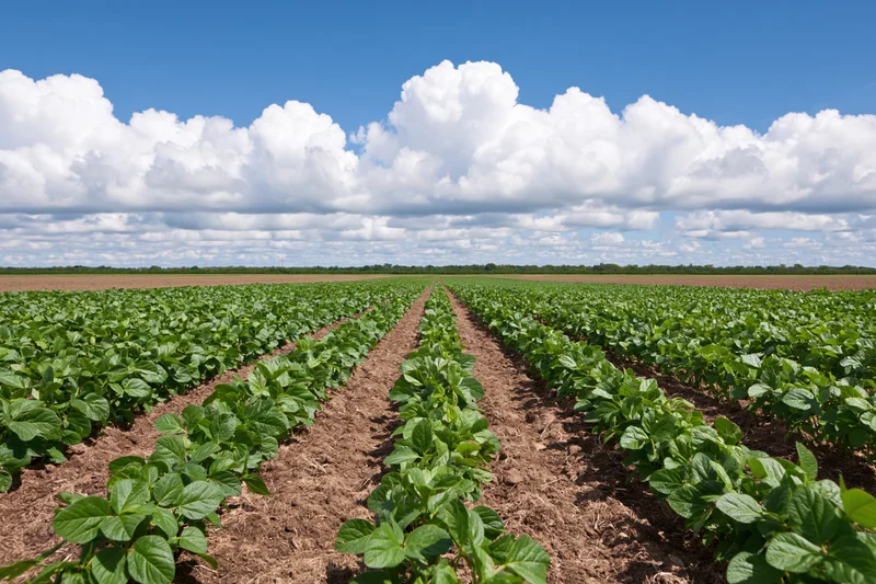 Rows of young soybean plants growing in a wide open agricultural field under a blue sky with white clouds