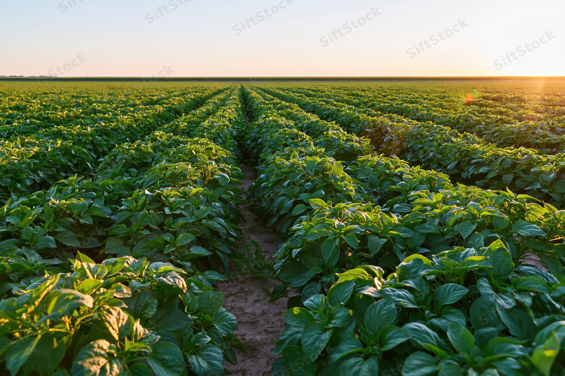 Rows of green pepper plants growing in a farm field at sunset