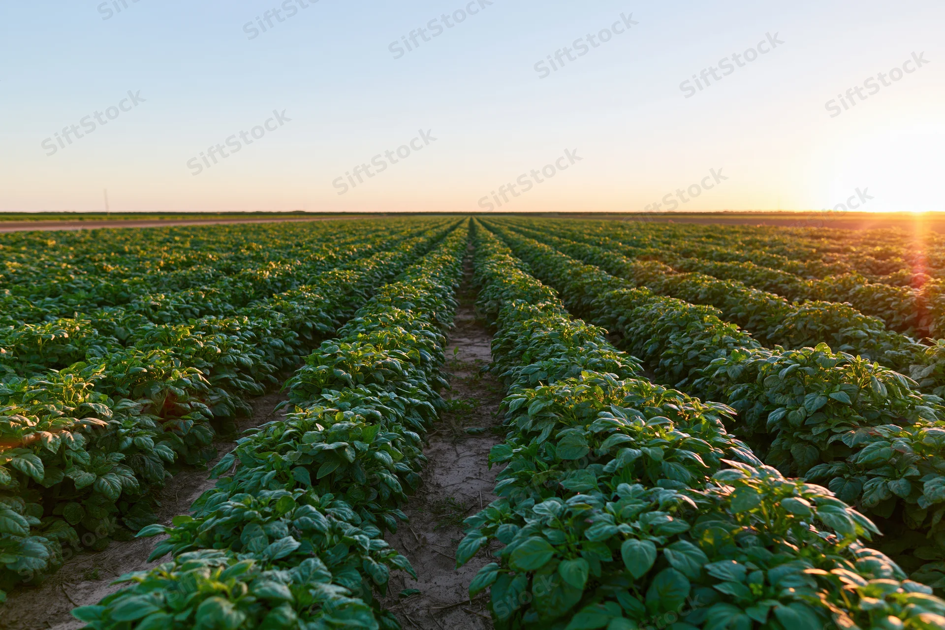 Rows of leafy green crops stretching toward the horizon in a farm field at sunset