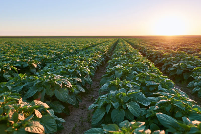 Rows of leafy green crops stretching toward the horizon at sunset in a farm field
