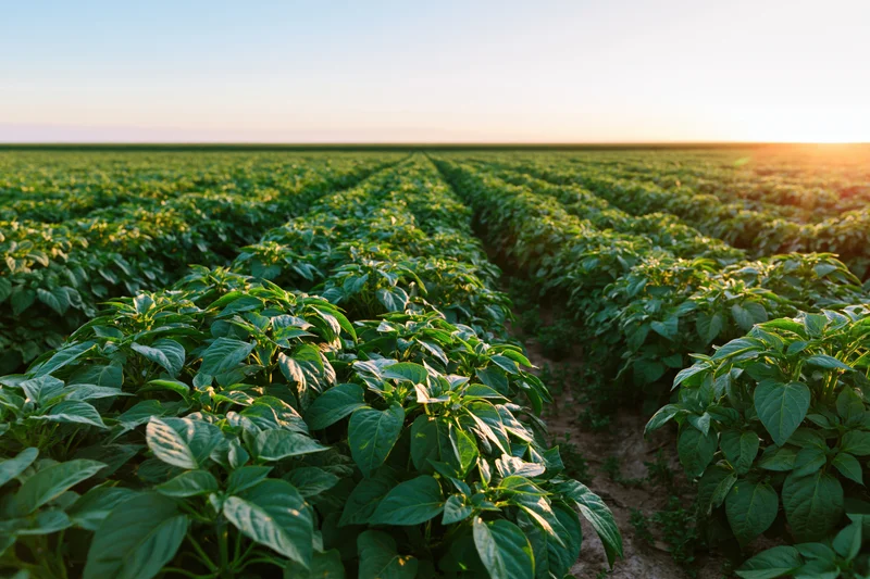 Rows of green pepper plants stretching across a farm field at sunset