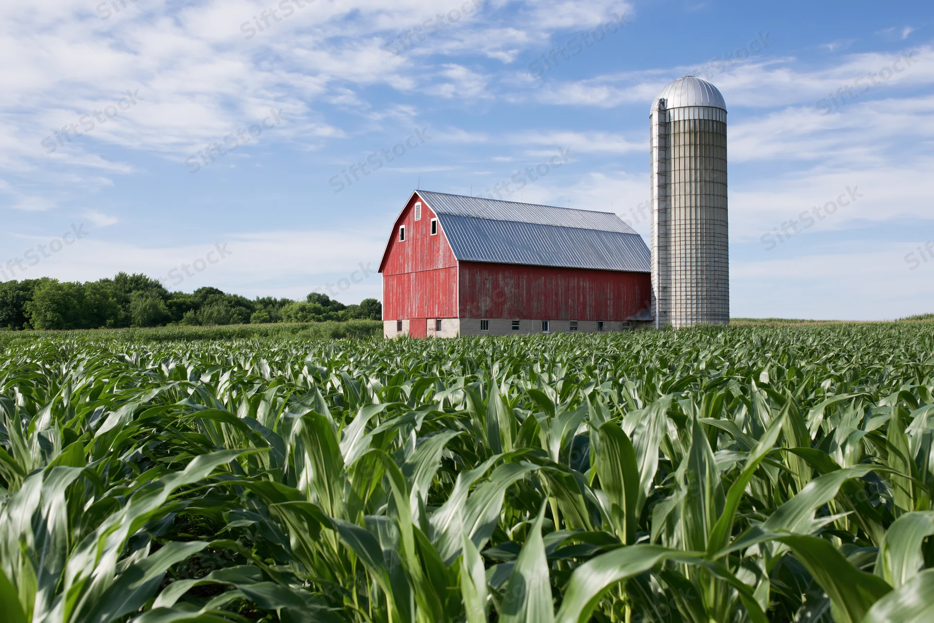 Red barn and tall grain silo standing in a cornfield under a blue sky