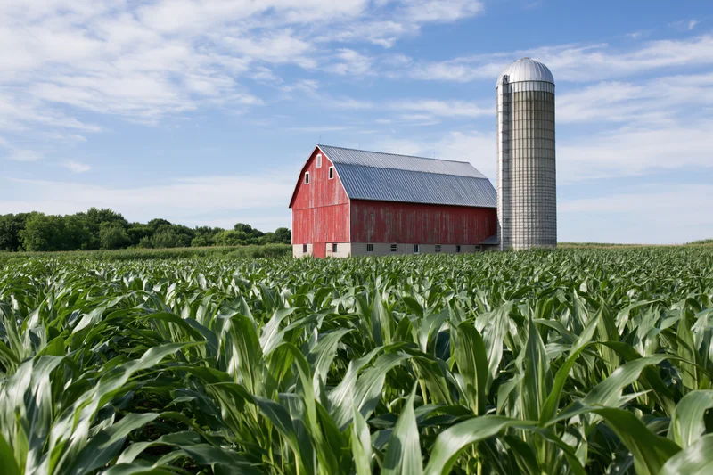 Red barn and tall grain silo standing in a cornfield under a blue sky