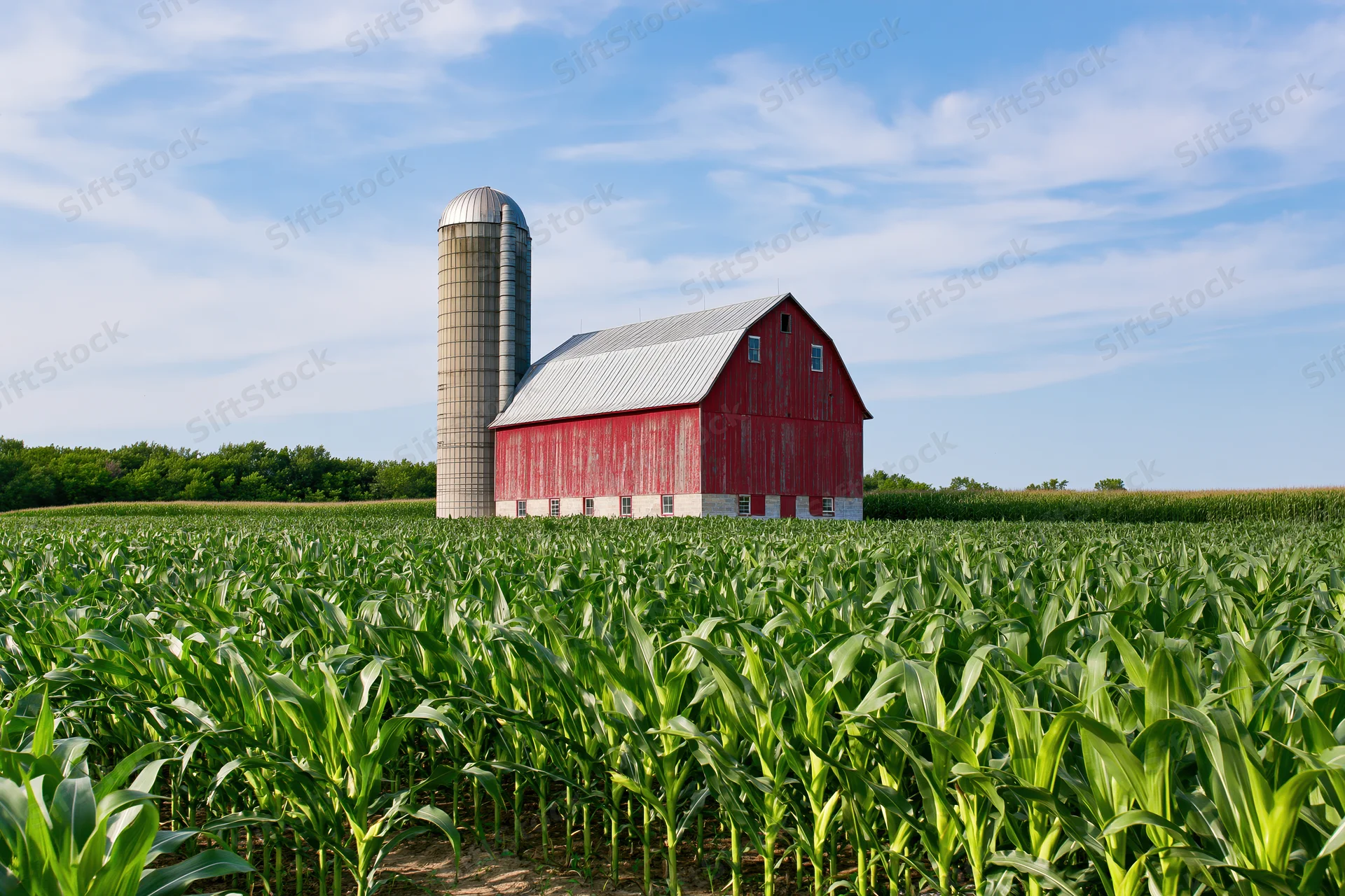 Red barn and tall grain silo standing in a cornfield under a blue sky