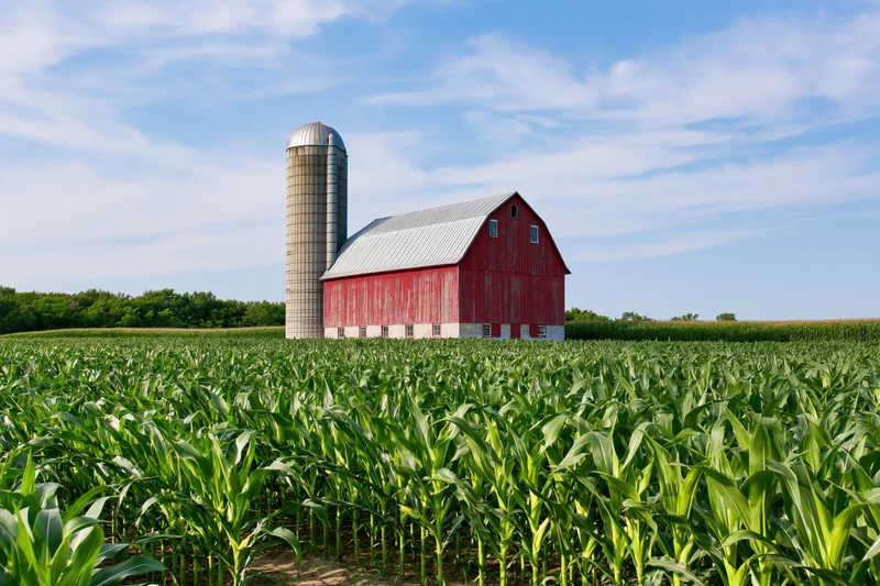 Red barn and tall grain silo standing in a cornfield under a blue sky